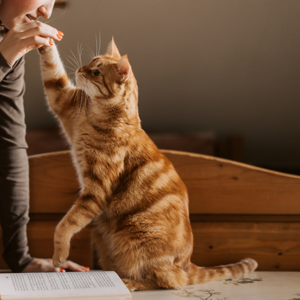 In-Home Pet Euthanasia in Chicago - IL taking place in a quiet apartment living room with family nearby