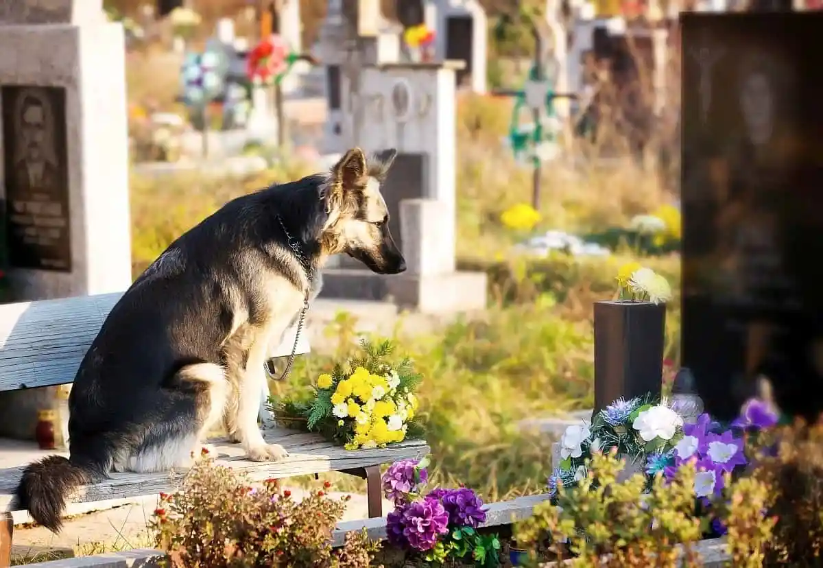 In-Home Pet Euthanasia in Chicago - IL taking place in a quiet apartment living room with family nearby