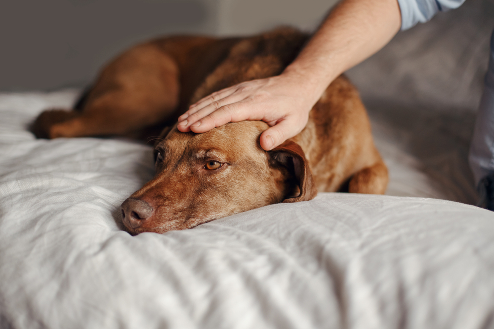 In-Home Pet Euthanasia in Houston - TX taking place in a quiet living room with family nearby