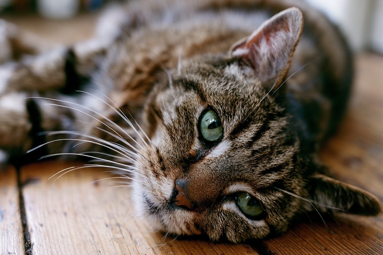 Senior tabby cat resting peacefully at home