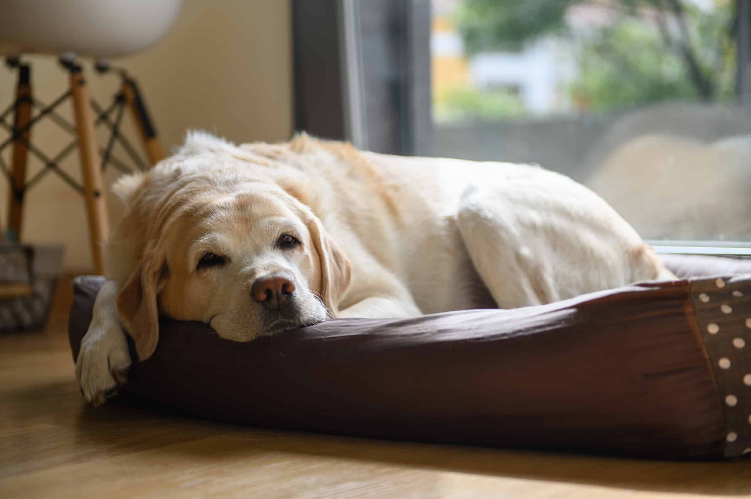 Veterinarian providing In-Home Pet Euthanasia guidance with a family in Houston - TX beside an aging dog
