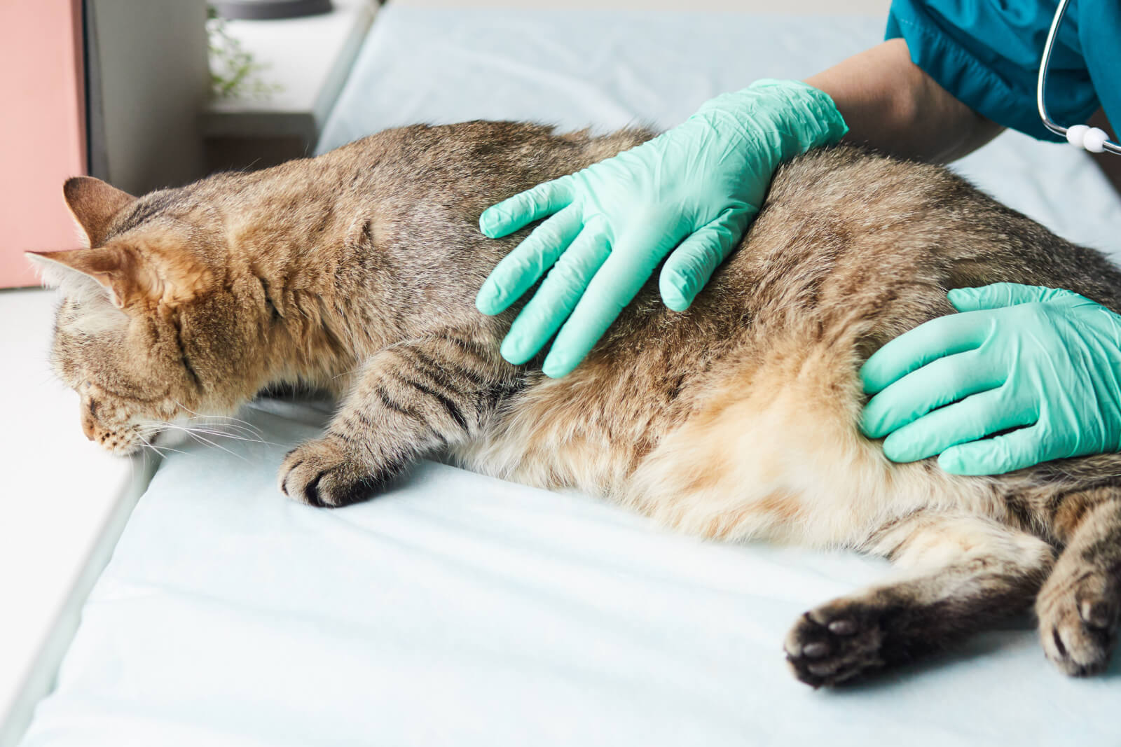 In-Home Pet Euthanasia in Chicago - IL taking place in a quiet apartment living room with family nearby